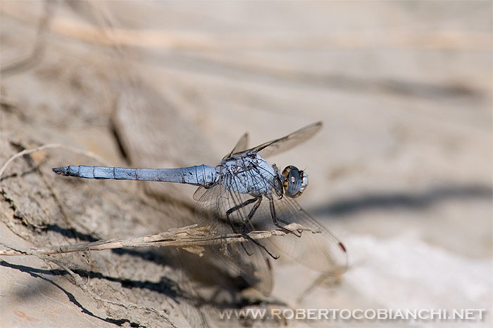 Orthetrum  cancellatum e brunneum